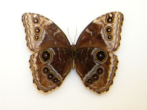Morpho deidamia neoptolemus underside (Internet Image property of respective owner, non-commercial use only)